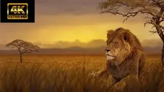 4k Animals chill video