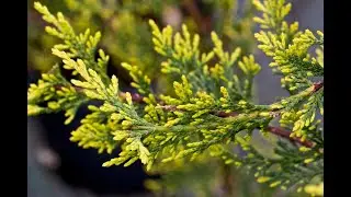 #Кипарисовик3 #Chamaecyparis3 #Хвойные растения30 #Conifers30 Декоративные растения