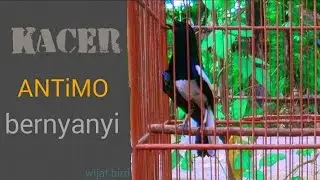 Aksi kacer antimo sebelum kontes - kacer fighter