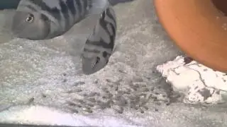 Zebra ciklet ve yavruları
