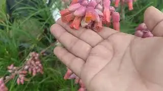 Volví a mi jardín 🏡