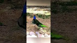 peacock flying 