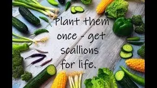 Perennial Onions - Scallions for Life in Your Vegetable Garden