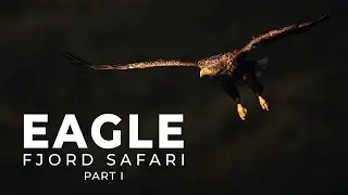 Eagle Fjord Safari Among the Islands of Flatanger | Bird Photography | BioFoto Part 1/2