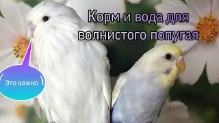 Корм для волнистых попугаев. Вода для попугаев