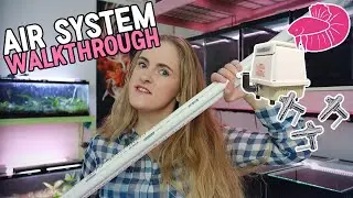 Betta Breeding Tank Rack - Air System Setup (step by step)