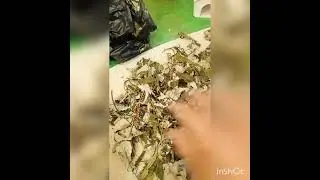 Простой способ ферментации листьев на чай.