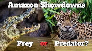6 Fierce Animal Rivalries in the Amazon