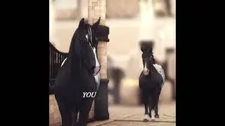 #ssoedit #horse #starstableonlinehorses #edit #horsegame #starstableonlineedit #starstablehorses