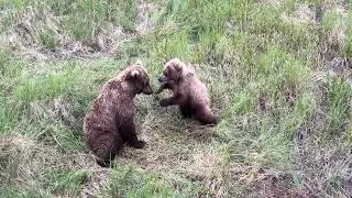 Brown bear mother plays with her cub