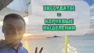 Экссудаты, CBD в РФ, Gorshkoff и у Вас.