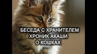 A Conversation with the Keeper of the Akashic Records. Cats. The Hypnosis Lab.