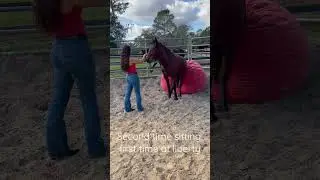 Moscato the Mustang practicing sitting! 90 days out of the Wild