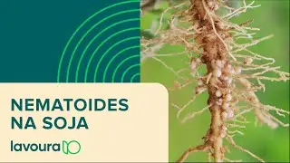 Nematoides: como identificar e controlar