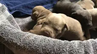 Babies first steps and eyes are finally open!!