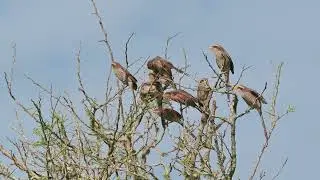 Yellow-billed Shrike (Corvinella corvina) - Kartong Wetlands (Gambia) 18-11-2024