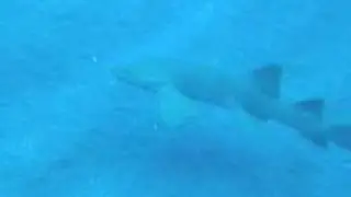 CEx II Dive Trip  - Saba Video
