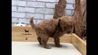 Cream Toy  Poodle - Albin