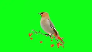 beautiful Bird || stroke flying bird|| green screen background effect video