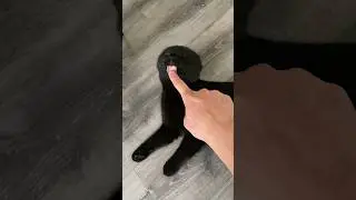 Ушки назад не значит на готове атаковать 😁