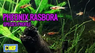 Pheonix Rasbora species profile.