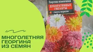 Неудачи и успехи в выращивании георгинов из семян