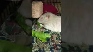 Именинный салат)