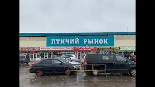 Самые лучшие в мире меченосцы сегодня утром в Москве на Птичьем рынке Садовод - по 20 р сдал