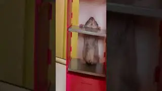 Cute Baby Hamster Played in Fridge