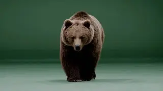 Bear Walking Toward Camera – Free Green Screen Loop Animation VFX