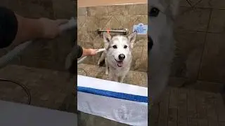 YOU Better START Listening NOW!👂🐶 #shorts #husky #funny