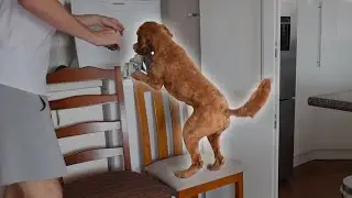 I taught my dog to do the laundry