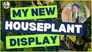 Unique Houseplant Display: A 4K Time-Lapse Journey