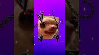 Dogs edit ft sugar crush.