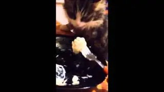Кот ест пельмени