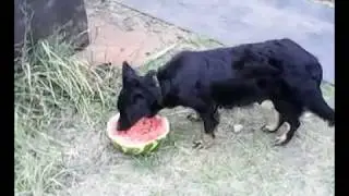 Собака Чучундра ест арбуз и не хочет делиться! 🐕
