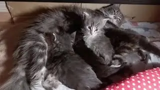 Мейнкунье чудо в кисточках.
