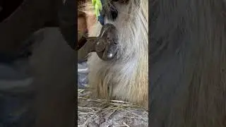 Trimming an Ergot on a Gypsy Horse #satisfying #oddlysatisfying #horse #farrier #trimmer