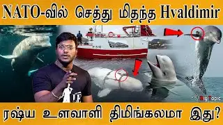 🐋 Putin ஆசையாக வளர்த்த திமிங்கலம் கொலை! | NATO காரணமா? | Hvaldimir | Russian Spy Whale | Ukraine |