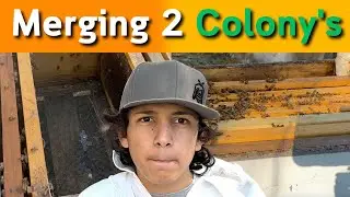 Beekeeping | Merging Two Colonies After Queen Loss, What Happens Next...