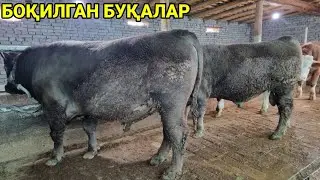 ANGUS BUQALAR SOTILADI 