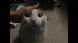 Me petting my cat (Hotline Miami 2)