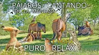 🎧 1 hora de Música relajante con Sonidos de Pájaros||Música para dormir.