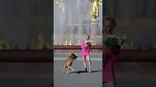 Малинуа Илим Наш гламур 😃💞😍dog #ilovemydog #glamour