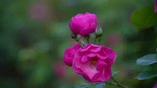 Roses In The Wind