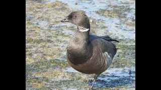 Rotganzen foerageren bij de Brouwersdam | Natuur-fotos.com