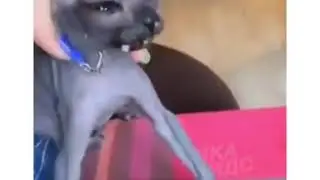Толя бл**ь, толянчик)))