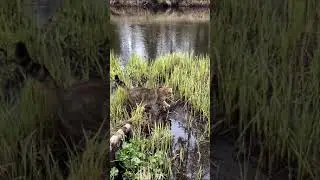 С котом и май в шалаше (вертикальное видео)