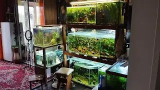 Борьба с мутной водой в аквариуме 👍. Результат на лицо 🤪