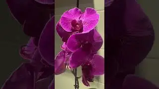 Orchids